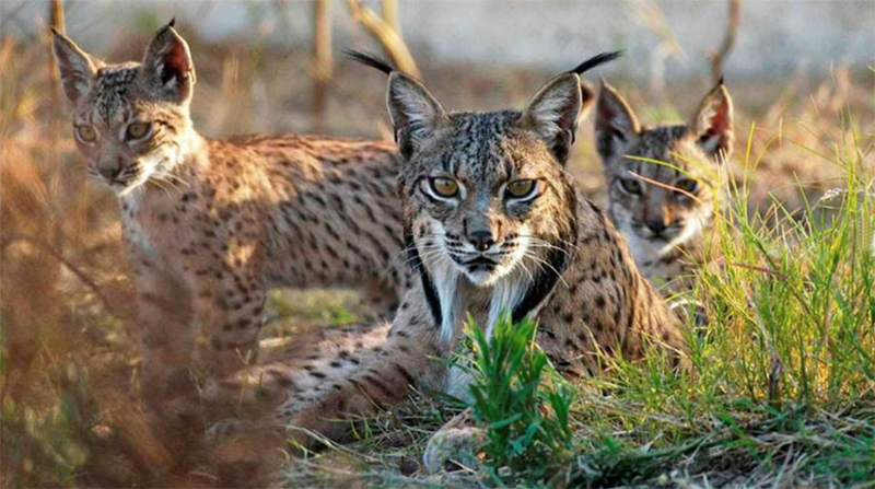VISITA DOÑANA 4º PRIMARIA
